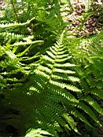 Dryopteris Oreades (fam Dryopteridacees) (Europe, Asie, Amerique du nord) (01) (Photo F. Mrugala)
